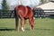 Brown Equestrian Horse Grazing