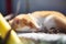 brown ermine curled up sleeping in the sun