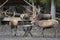 brown european deers with big antlers at feeding place