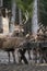 Brown european deers with huge antlers standing at feeding trough