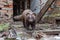 Brown European Mink Exploring Abandoned Rustic Industrial Area with Debris and Brickwork