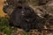 Brown European mink or nerts from a fur farm in an autumn forest landscape