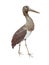 Brown European Stork Isolated over white