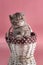 A brown exotic shorthair Persian kitten sits in a wicker basket on a pink background