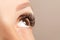 Brown eye with beautiful long lashes closeup. Brown color eye lash extension, 3D or 4D volume. Eyelash care, lamination,