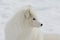 Brown Eyed Arctic Fox in Profile in Quebec Winter