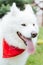 Brown-eyed cute white fluffy husky wearing red bandanna on neck