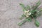 Brown-eyed primrose wildflower plant at Anza Borrego desert state park