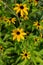 Brown-eyed Susan flower blossoms
