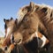 Brown Falabella miniature horses.