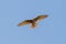 Brown Falcon in Australia