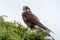 Brown Falcon in Australia