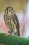 Brown falcon bird