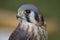 Brown Falcon or Hawk Head