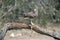 The brown falcon is perched on a tree branch