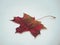 Brown fallen autumn maple leaf on white background. Defoliation.