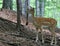 Brown Fallow Deer in forest