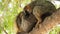 Brown family of Lemurs sleeping together Mammal wildlife at The zoo, animal wildlife closeup