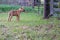 Brown farm dog standing watch