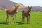 Brown Farm Donkeys