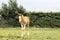 Brown farm foal calmly walking on the grassland