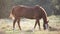 Brown farm horse grazing on green grass pasture at sunset.