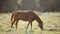 Brown farm horse grazing on green grass pasture at sunset.