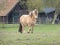 Brown farm horse in a meadow