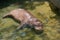 Brown fat hippo lie down in pond on sunny day as leisure in zoo