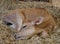 Brown fawn curled up asleep on a bed of dried grass