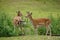 Brown fawns in green grass field