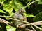 Brown feathered bird sitting on a bush branch