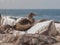 Brown Feathered Blue Footed Boobie