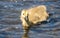 Brown-feathered Canadian goose in the shallow, clear water of River Cynon