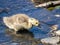 Brown-feathered Canadian goose in the shallow, clear water of River Cynon