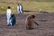 Brown feathered chick King Penguins, Volunteer Beach, Falklands, UK