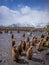 Brown feathered oakum boys flood the beach at Salisbury plains