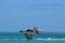 Brown feathered pelican flying through the blue Aruba skies