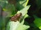 a brown and feathery butterfly perched on a leaf