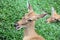 Brown female antelope head