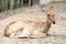 Brown female antelope laying