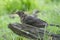 The brown female blackbird sits behind a dead piece of wood in a green lawn. The common blackbird, Turdus merula, seen