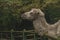 Brown female camel in autumn wet rainy day