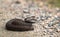 Brown female of Common European Adder, Vipera berus, on dirt road