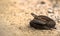Brown female of Common European Adder, Vipera berus, lying on sand road