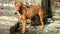 Brown female dog standing on dirty streets of a abandoned place. The region photographed looks poor