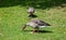 Brown female ducks on the grass looking for food