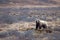 Brown Female Grizzly Bear [ursus arctos horribilis] searching for food in Denali National Park in Alaska USA