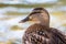 Brown female Mallard duck swimming