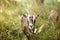 Brown feral goat in a grassy field during daytime